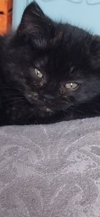 Маленькая,плюшевая кошечка.