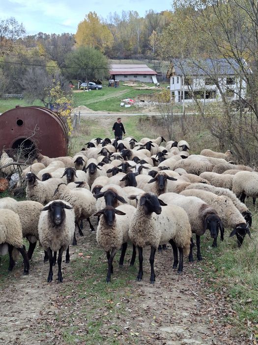 Vând oi, miele, berbec