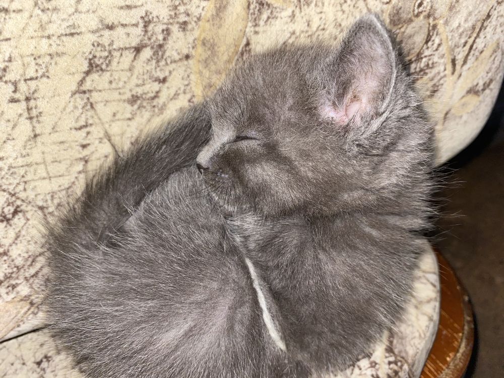 Продаётся милый котёнок серого цвета, похожий на британца