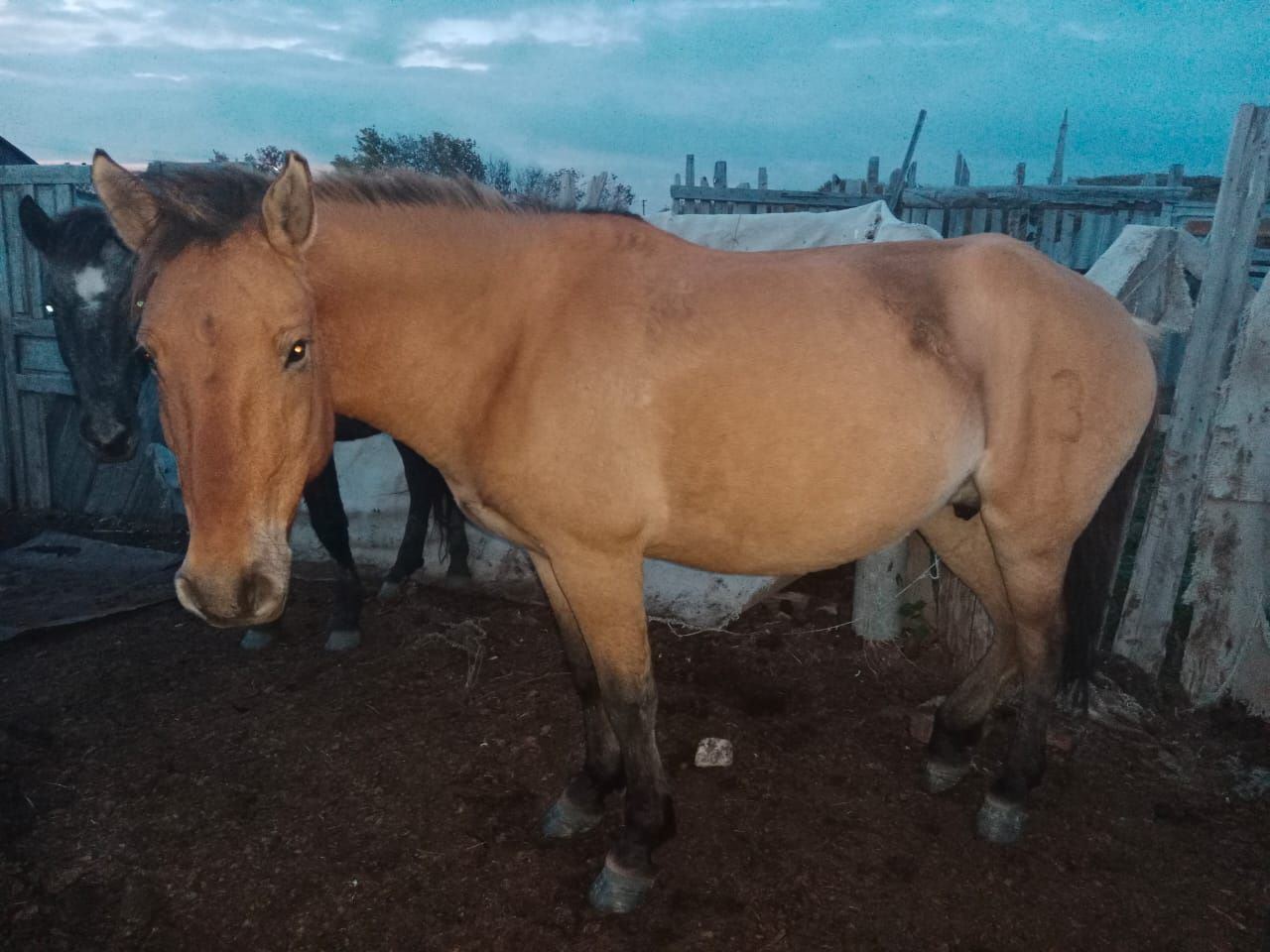 1 бие 1айгыр бар сатылатын.