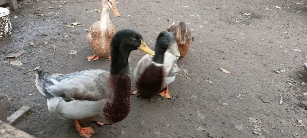 Rațe Rouen 400 perechea si 600 pe ambele perechi