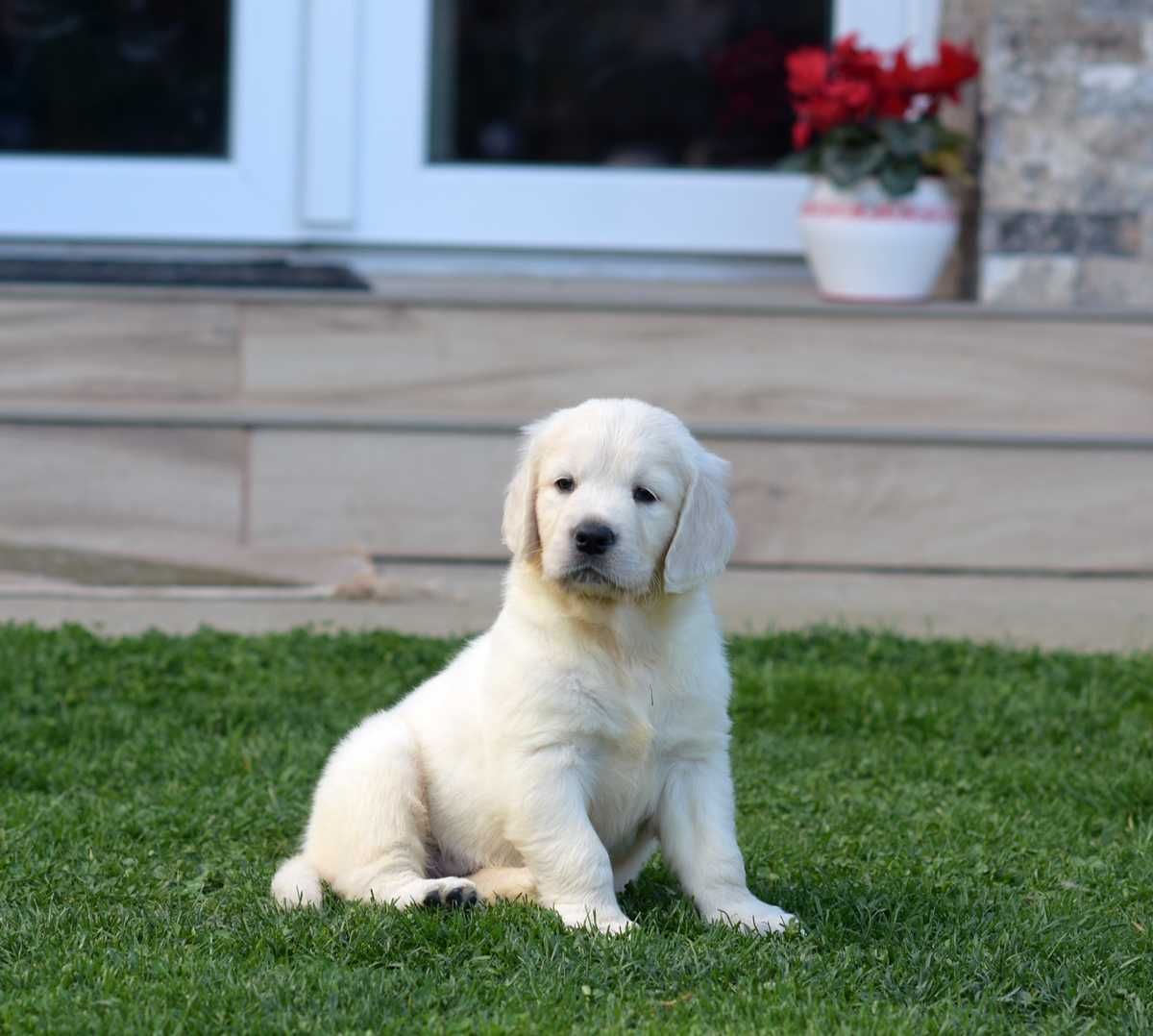 femela Golden Retriever superba, disponibila, Pedigree de exceptie