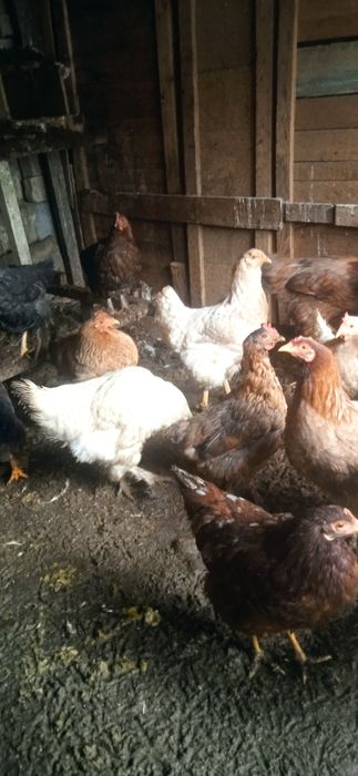 Товуклар сотилади