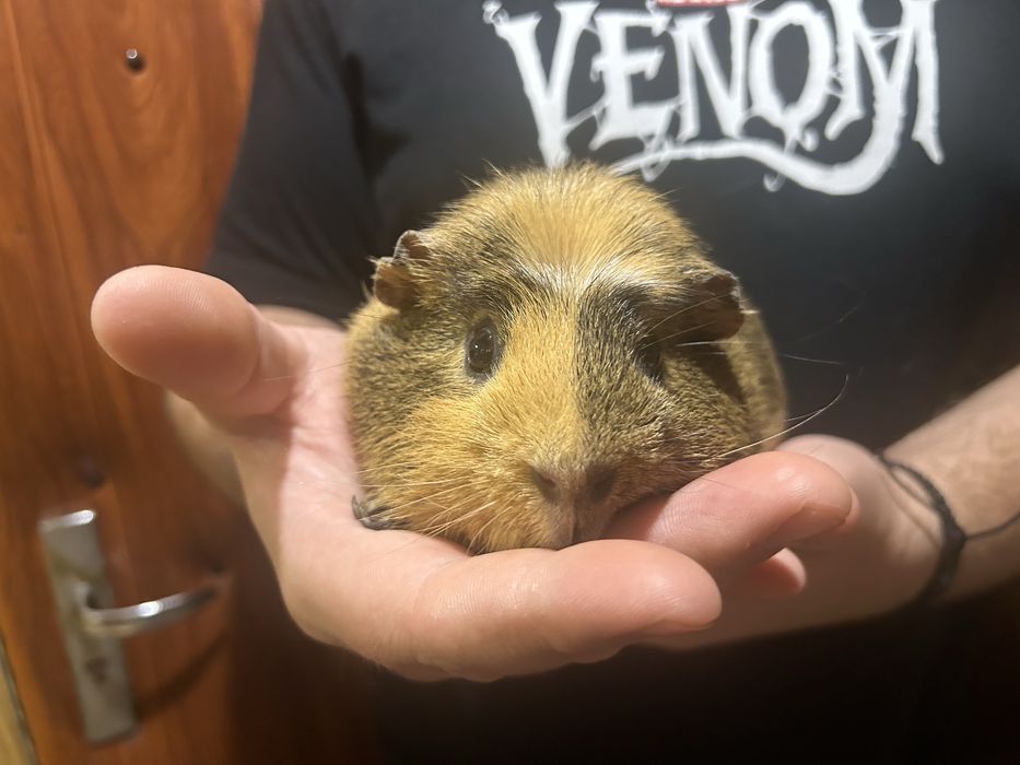 Подарява се морско свинче