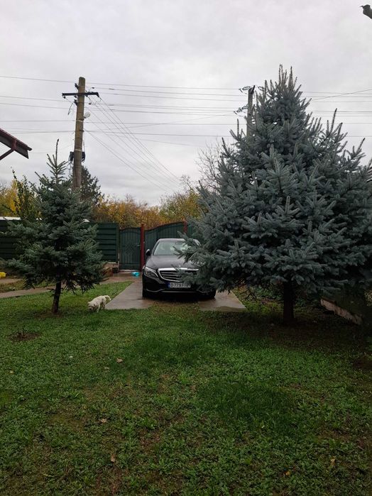 Brad natural 3metri in pamant