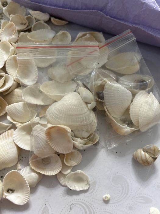 Продам ракушки морские