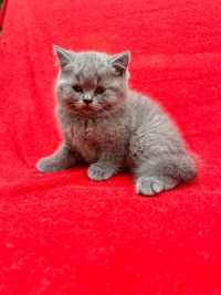 Pui British Shorthair cu Pedigree FIFE