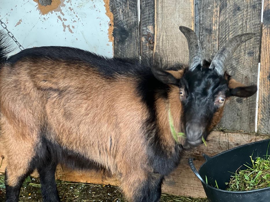 Schimb tap alpin francez