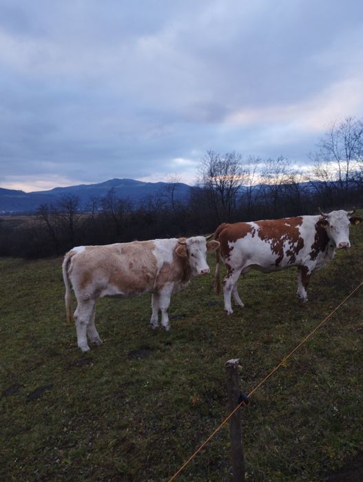 Vând juninci gestante