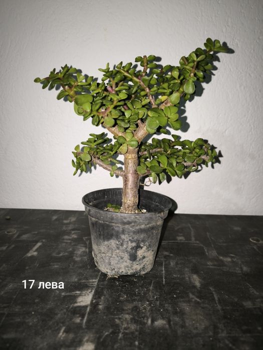 Портулакария Афра