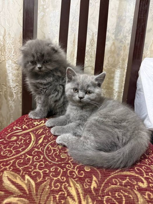 mushukchala sotiladiii!!!