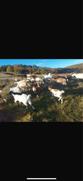 Capre si iede tinere