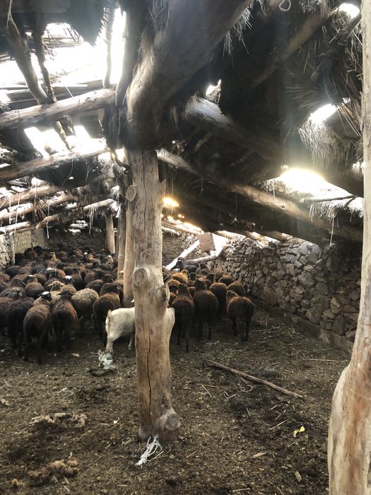 100 бас тоқты сатылады еркек ұрғашы