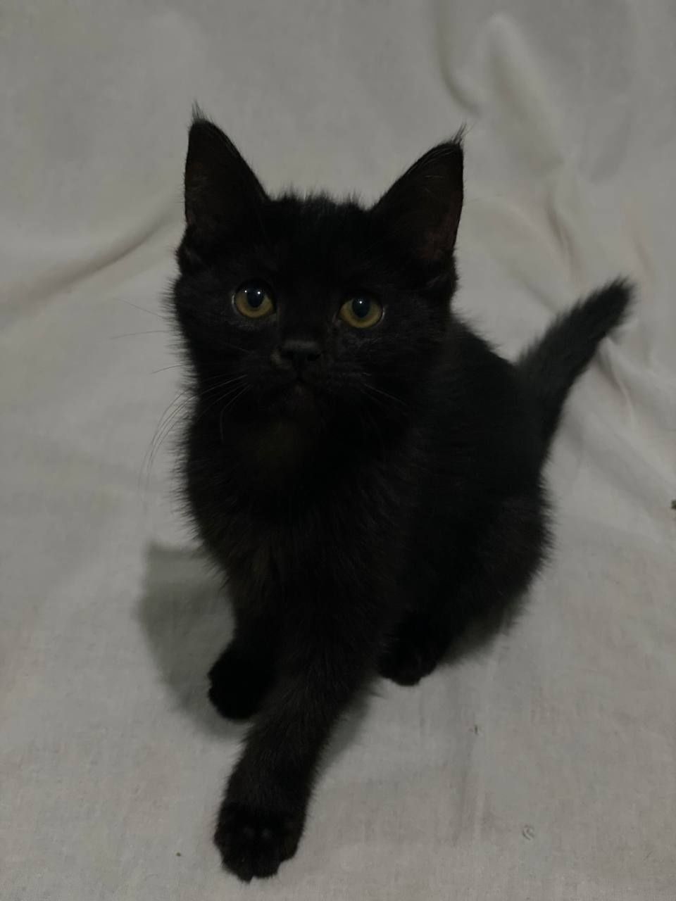 Пристраевается котенок.  Hadiya