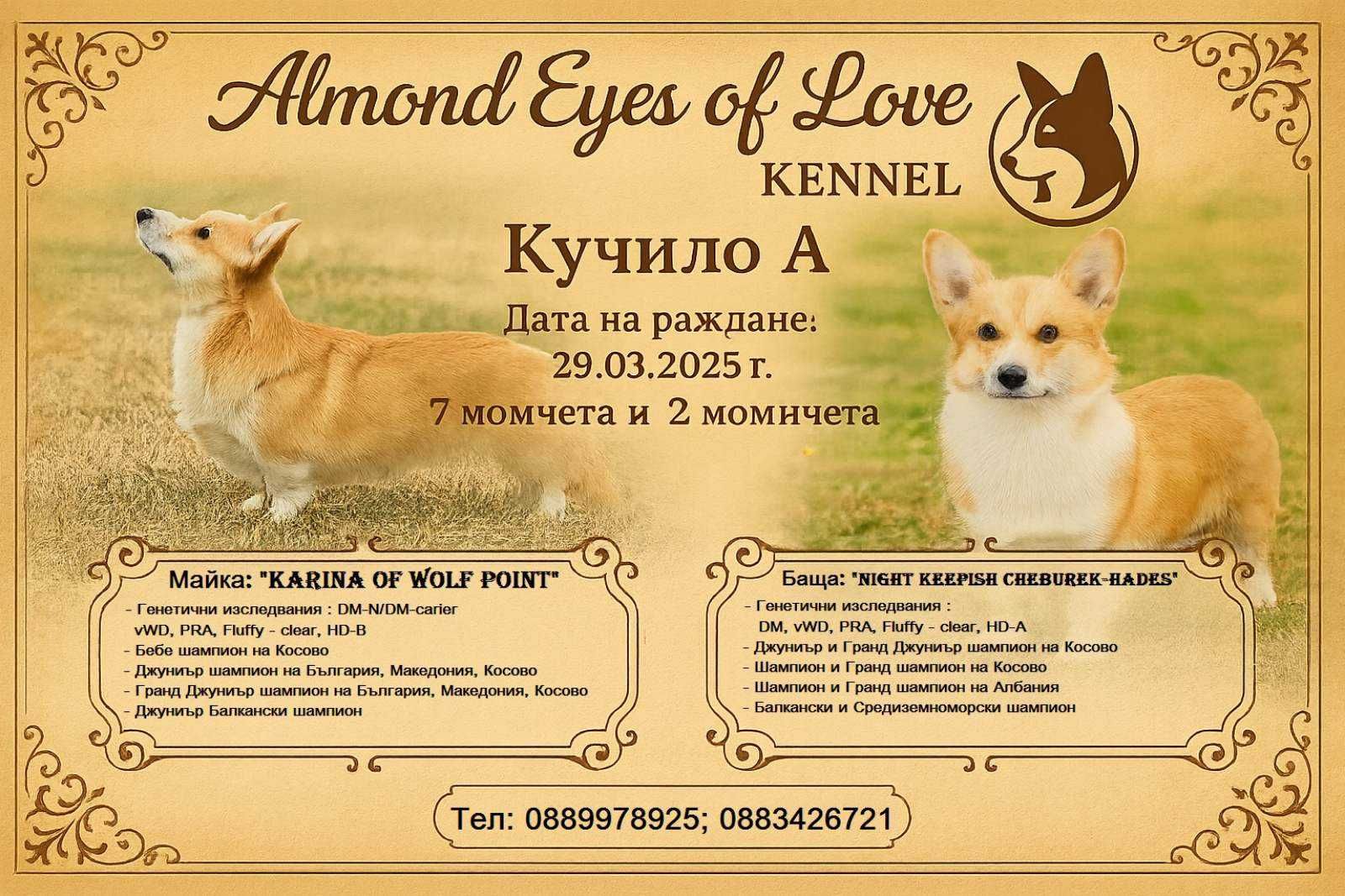 Уелско Корги с FCI родословия