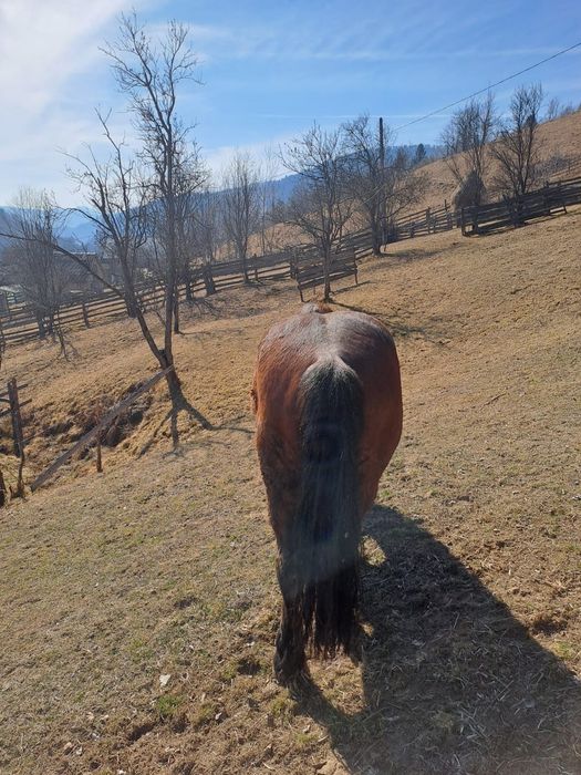 Ofer cai spre vanzare