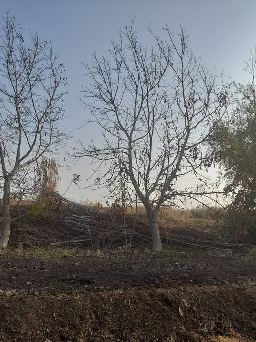 Енгок дарахти сотилади