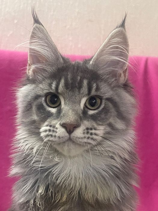 Maine Coon cu părinții campion