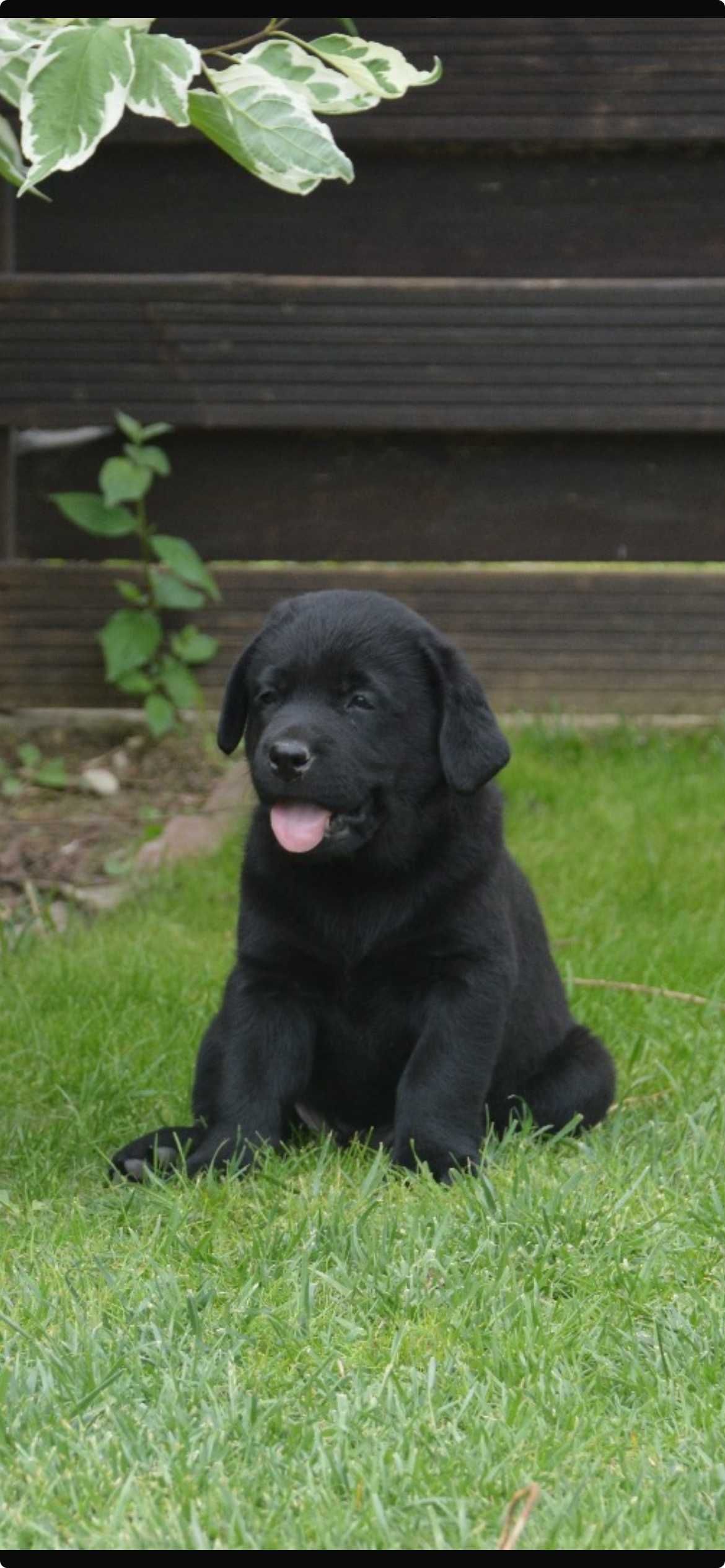 Mascul Labrador Retriver Pedigree tip A