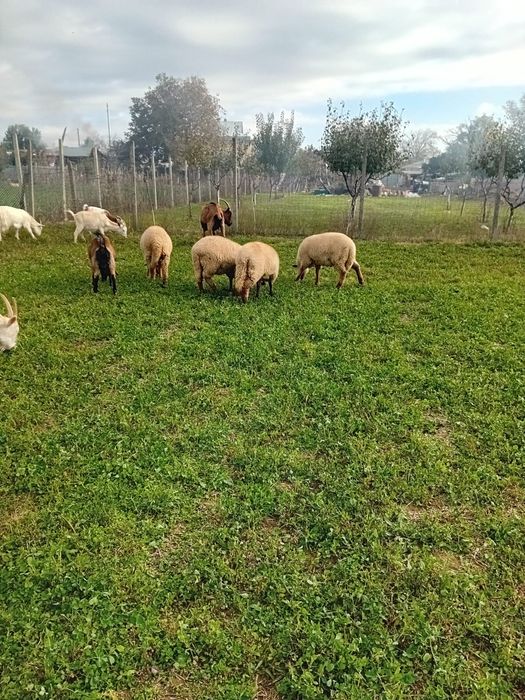 Trei carlane si un berbec