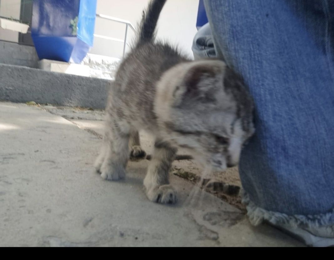 Котенок 2 месяца.
