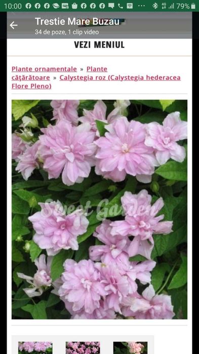 Callystegia cu flori roz batute