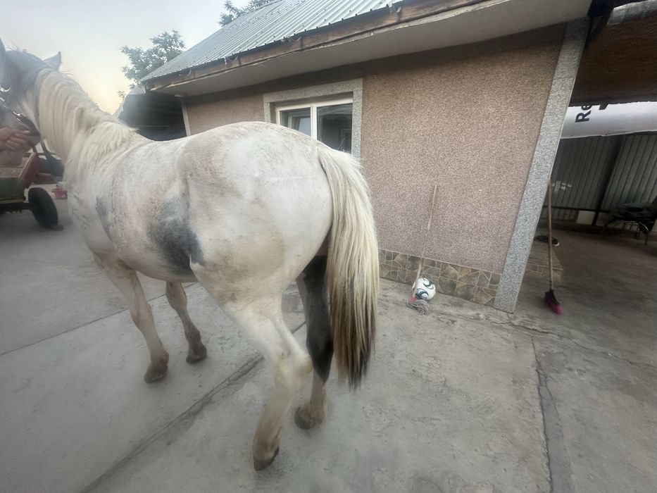 De vanzare cal de RASA PINTO HORSE