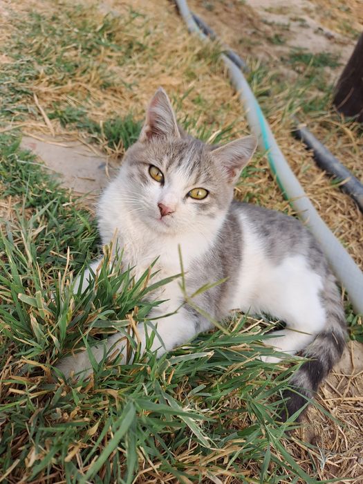 Котята 4 месяца в ответственные руки