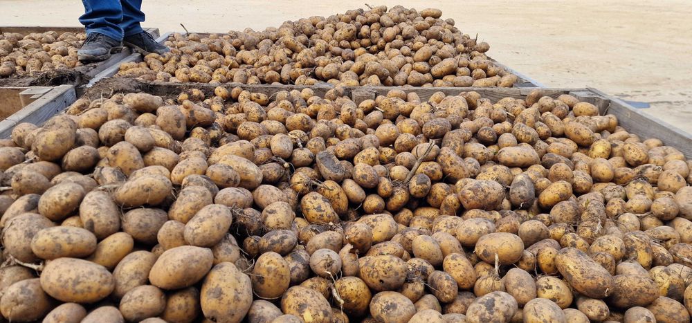 Cartofi Albi Consum 0.80 bani/kg