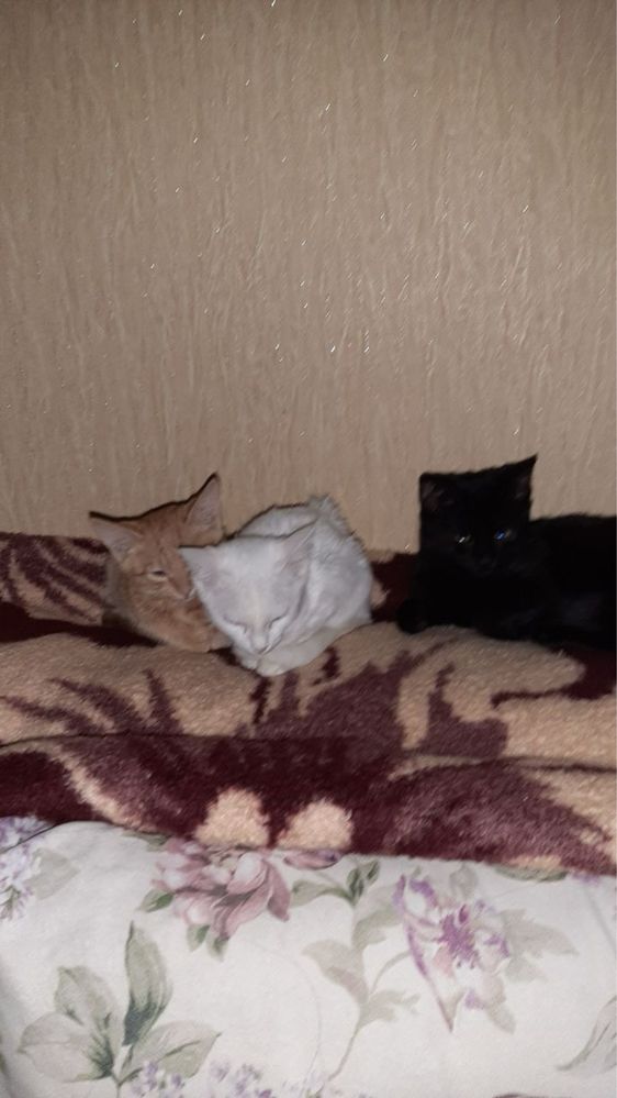 Домашние животные