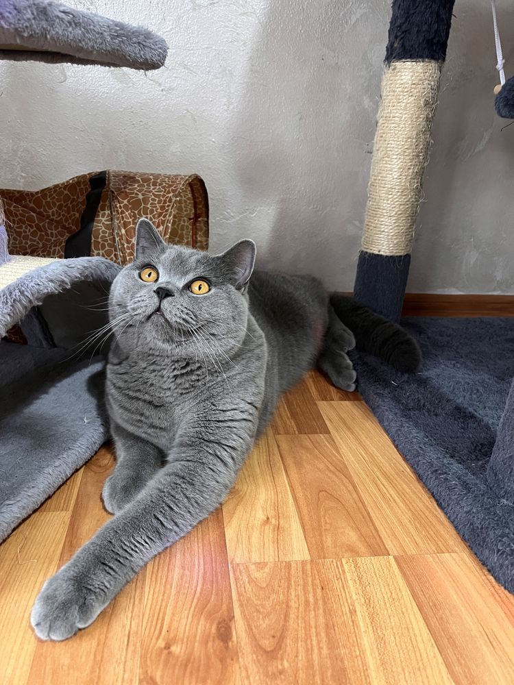 British shorthair