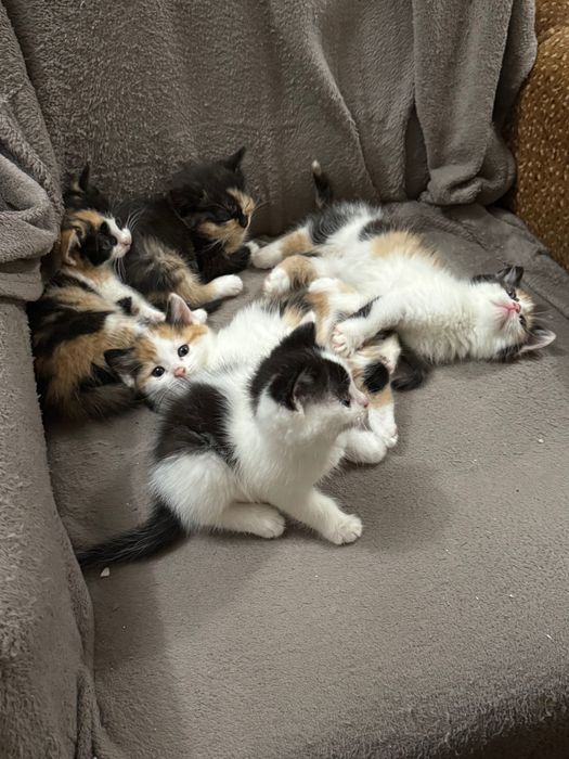 Подаряваме прекрасни котенца!