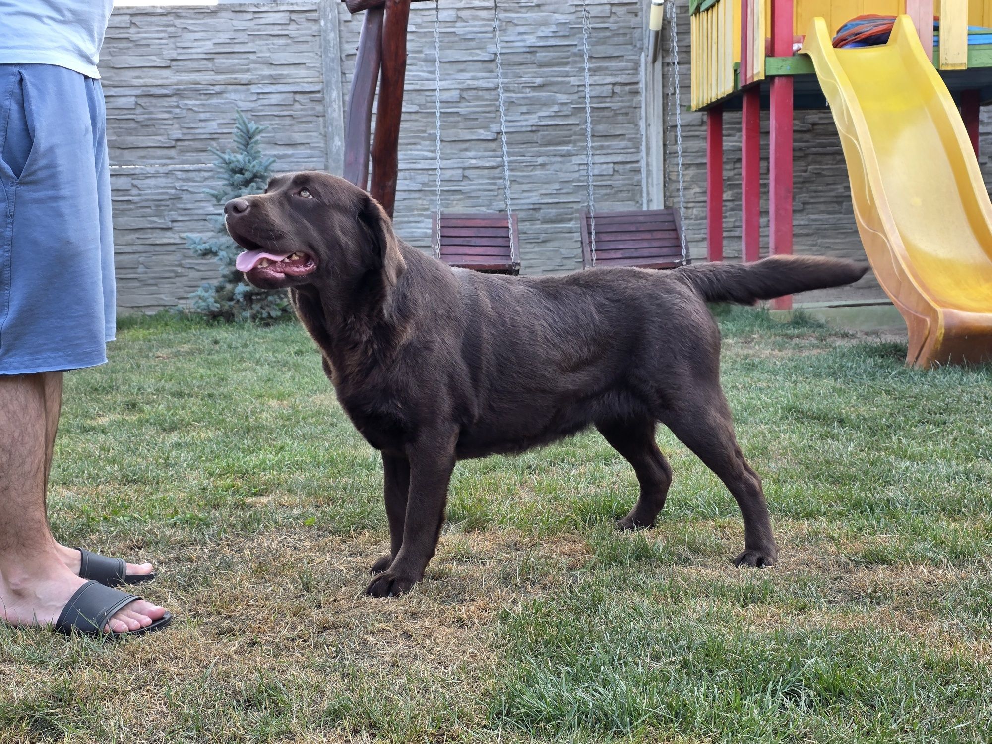 Femela Labrador pedigree FCI Tip A