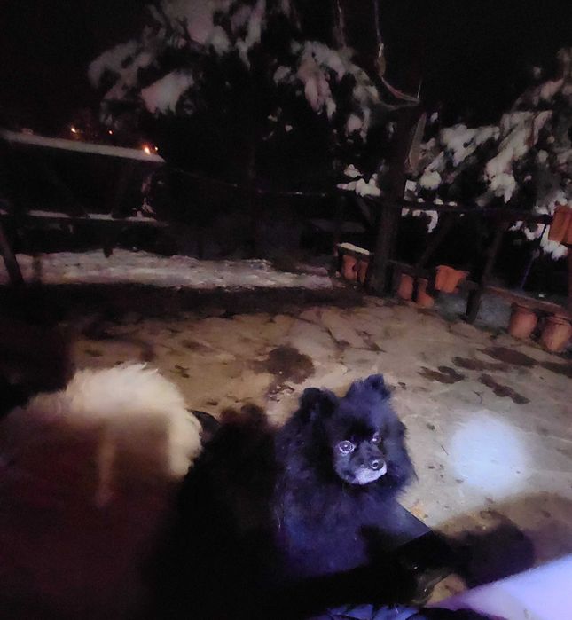 Уникален черен померан черна перла