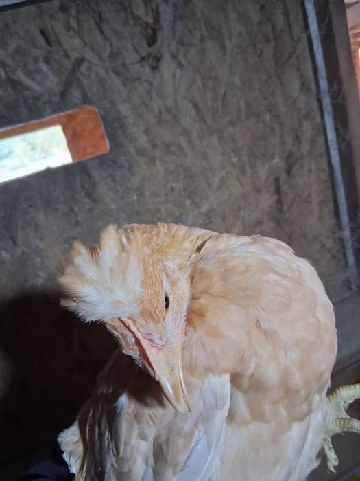 Puicuțe ouătoare de vânzare