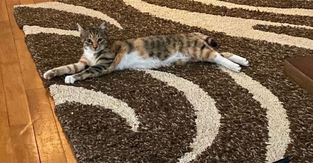 Трицветно женско коте търси дом