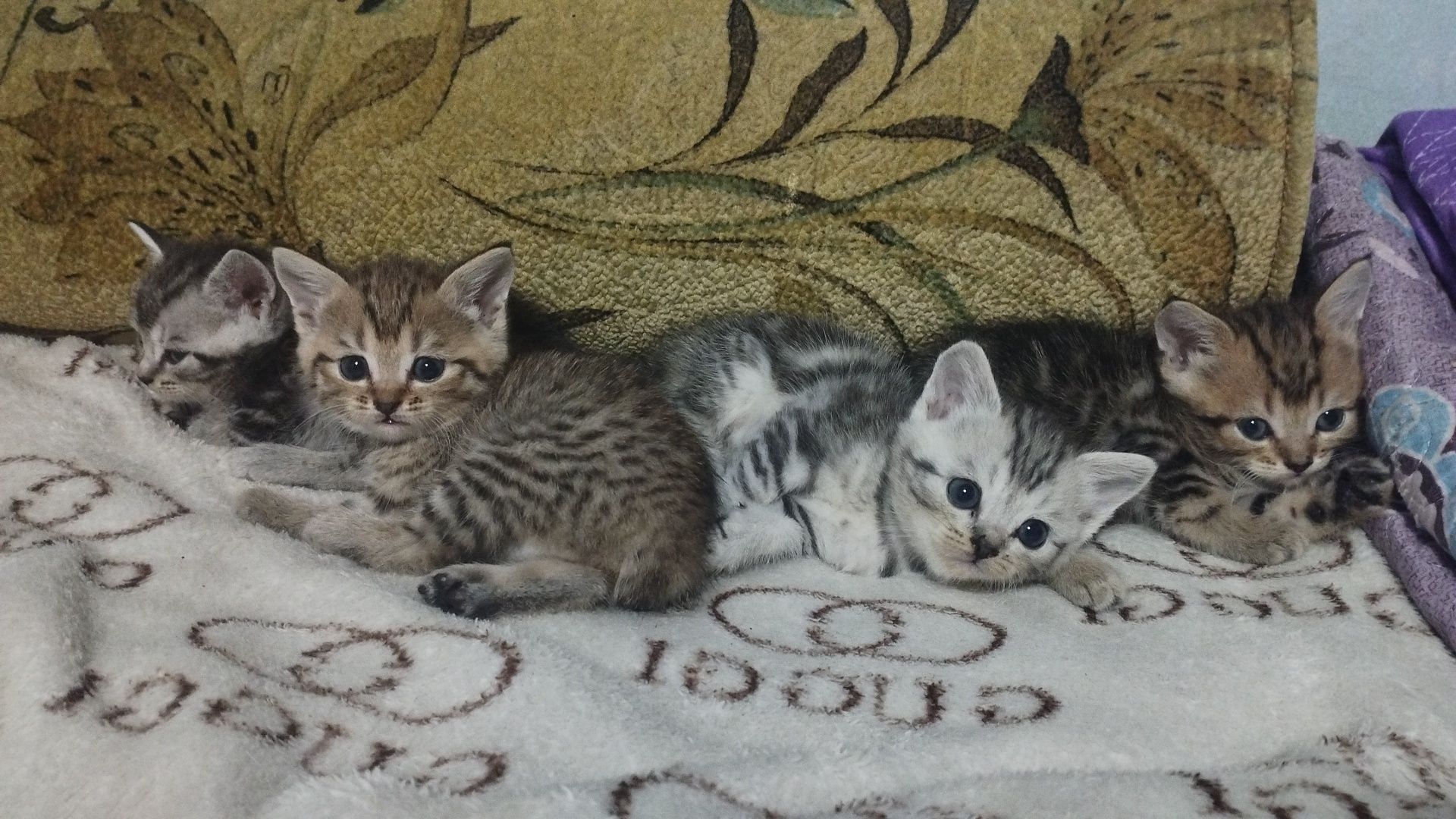 Отдам котят в добрые руки