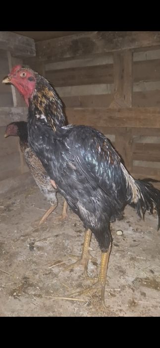 Мартский пыхшы зат