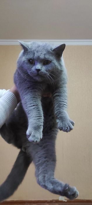 Вязка британский шиншилла и шотландский страйт