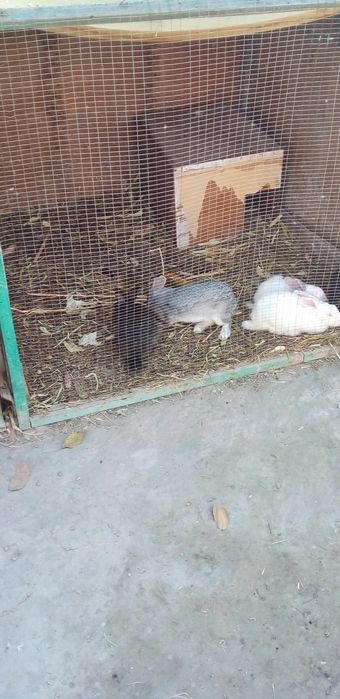 Фаргона центрда арзон нархда