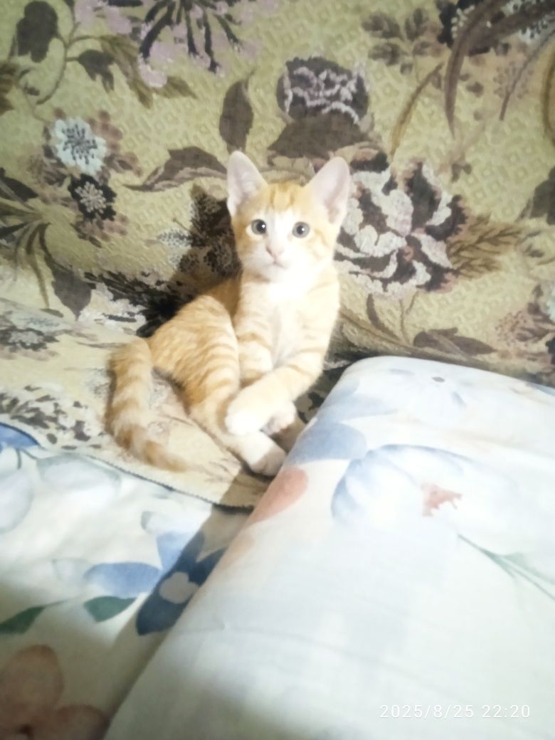 Бесплатно дам котёнка.