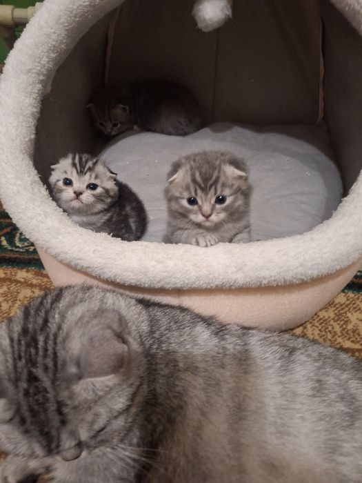 Продаю малышей шотландцев