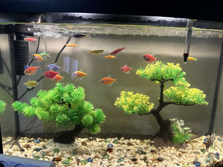 Новый Аквариумим