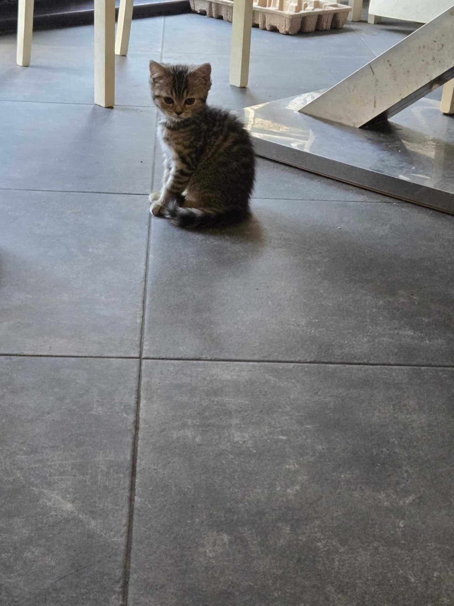 Британска котка,Британски котета