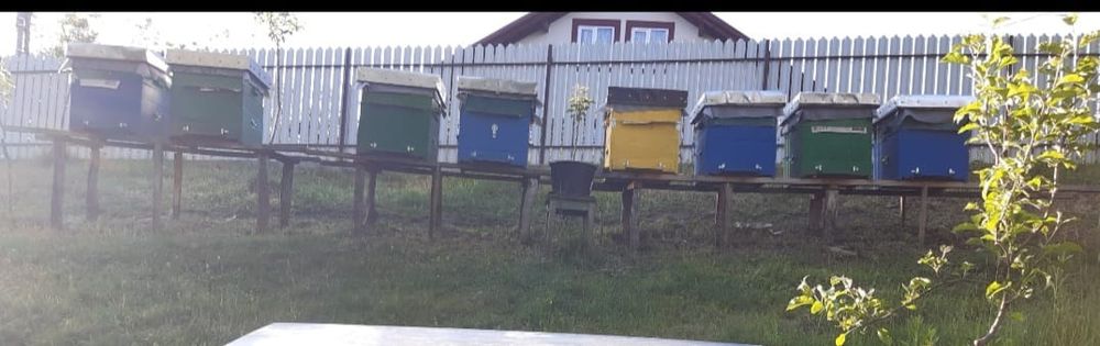 10 familii la alegere cu sau fara lada