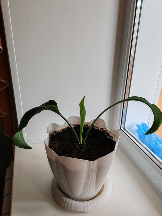 Комнатное растение эухарис (амазонская лилия)