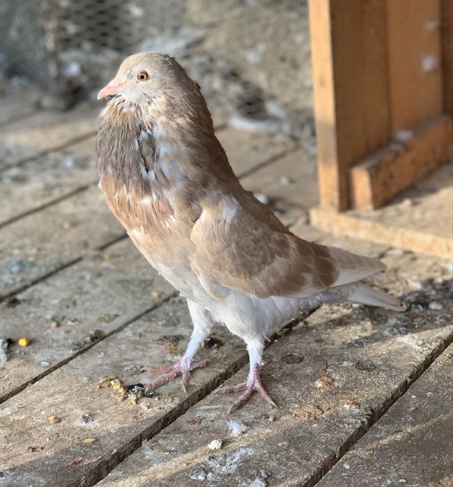 Gusat horseman Mascul