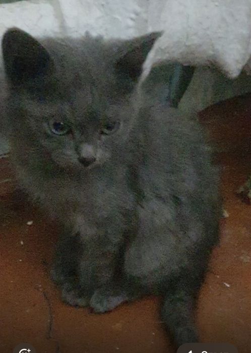 Отдам котят 2 месяца