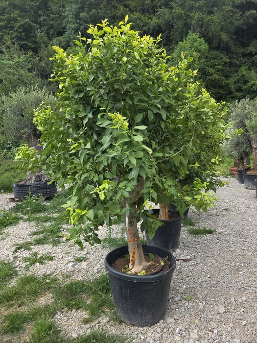 Maslin olea secural