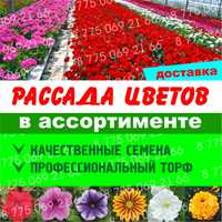 Петуния рассада цветов